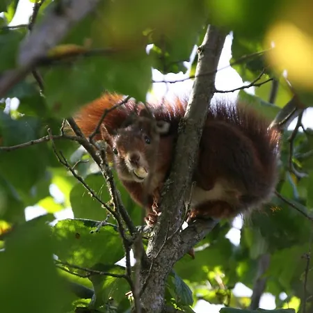Sequoia Hahnenklee Goslar