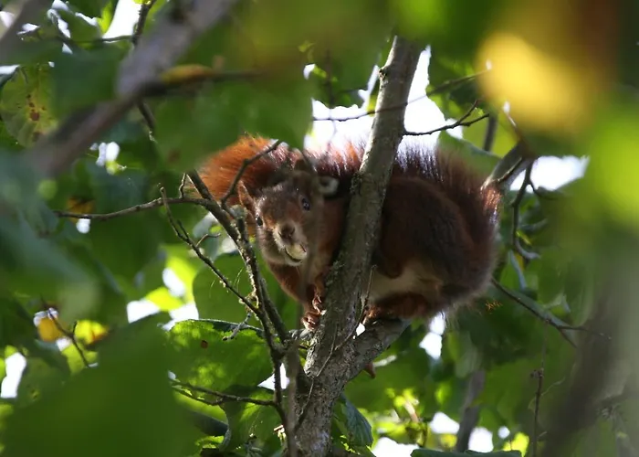 Sequoia Hahnenklee ゴスラー